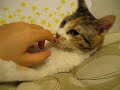ガブリエルにゃんこ