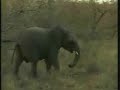 WildEarth.TV 7-19-08 Elephant Herd Pt1