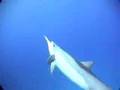 An Ocean Adventure for Kids