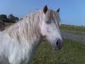 meine pferde/my horses by lea meine pferde/my horses by lea