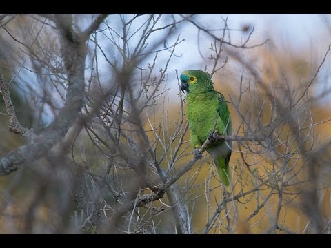 Papagaio-verdadeiro (Amazona aestiva)