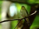 Fluiter (Wood Warbler) 2