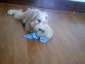 puppies for sale 