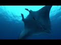 Scuba Diving in Rangiroa - Part 2