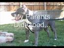 blue nose pitbull