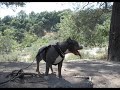 Blue Nose Pit Bull Goddess Is Back! The Adventures Continue. Blue Nose Pit Bull Goddess Is Back! The Adventures Continue.