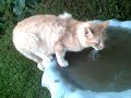 the cat part 2