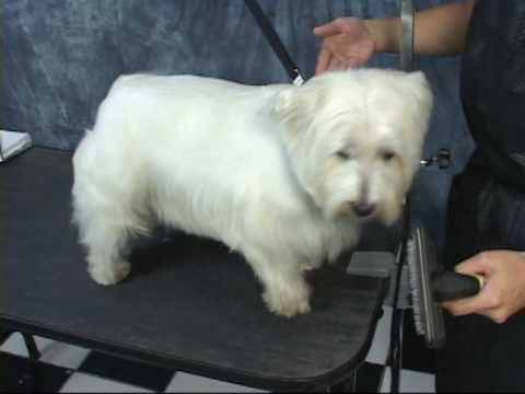 Grooming a Westie at www.OnlineGroomingSchool.com! Take a free test drive