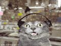 Gatos da musica