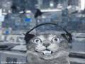 videos de Gatos da musica