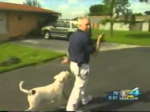 how to properly train a dog