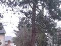 First snow in Mainz