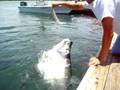 videos de Hand feeding 150lb tarpon in Key West