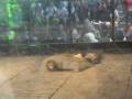 videos de Sir Loin vs. SJ - RG06