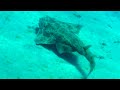 Angelshark