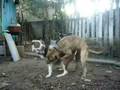 videos de cachorro_Gaucho.wmv
