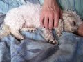 dolly wil altijd knuffelen. dolly wil altijd knuffelen.