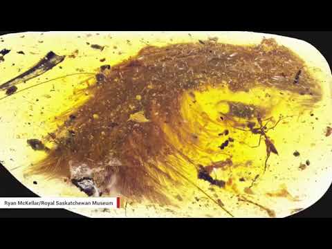 Unit 09 99-Million-Year Old Dino Tail Found Preserved In Amber Thumbnail