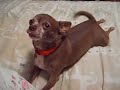 My chihuahua Brutus singing happy birthday