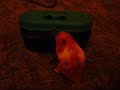 Hamster Pucki