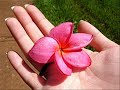 Muo Li Hua - The Jasmine Flower