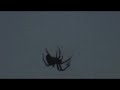 Random spider.