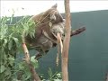 Mating Koalas