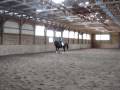 videos de Kona at the trot