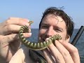 The Ultimate Snake Chase - Dr. Zoltan Takacs: cobras, vipers, sea snakes