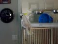OSCAR THE DANCING COCKATOO OSCAR THE DANCING COCKATOO