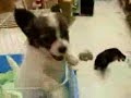 puppy-screams-elmo.html
