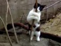 el baile del caño