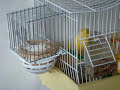 VOLIERA CON CARDELLINI E CANARINI