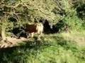 Two Bulls Bellowing