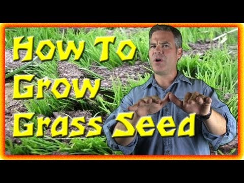grass - Today I talk about growing grass seed and when to plant grass seed. I am NOT, however, talking about methods for growing grass seed... rather, giving you 3 u...