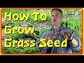 How To Grow Grass Seed - The Basics