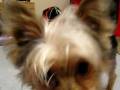 videos de Molly e o porquinho