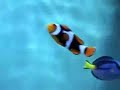 Amphiprion percula (black)