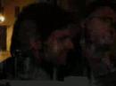 DESPEDIDA DE TROMPEROS DESPEDIDA DE TROMPEROS