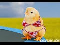 MUST SEE! Bikini chicks on a trampoline! They're so hot!