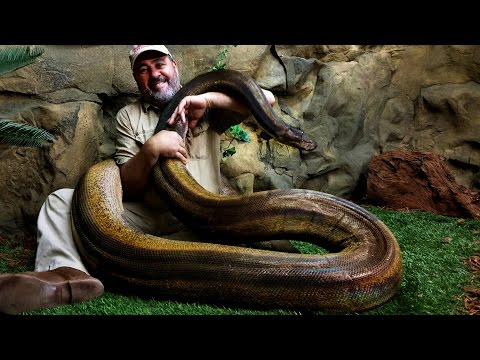 YouTube reptile video