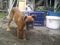 Crazy Cute Digging Dog