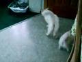 bataille chat et chien!!drole!!