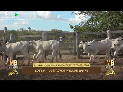 520� LEIL�O VIRTUAL MB LEIL�ES