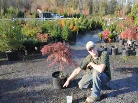 how to fertilize japanese red maple