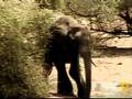 The elephant cow with the broken leg at Pete's Pond