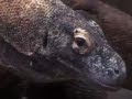 Komodo Dragon takes over Vegas... Komodo Dragon takes over Vegas...