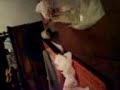 suite 2 vomito no�mie gerbe soir�e charlie