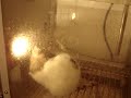 3 Chain Behavior: lever press