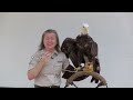 Bald Eagle at Monroe Lake | Indiana DNR